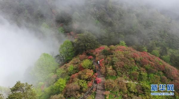 湖北麻城龟峰山：半山云雾半山红