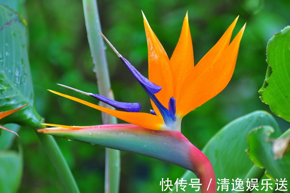 领导人|此花是世界名花，是自由和幸福的花，每颗植株都能开十几朵花