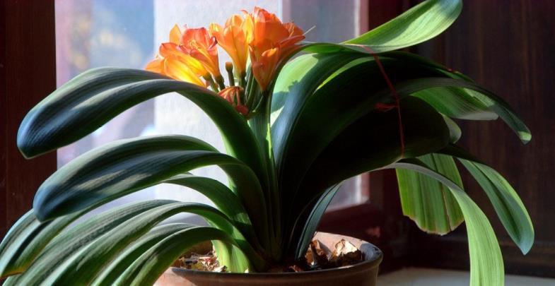 养花|路边随处可见的它,被誉为“天然酸性土”,又肥又透气