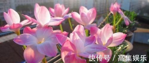 花海|5种花漂亮又好养，阳台变“花海”，越养越喜欢