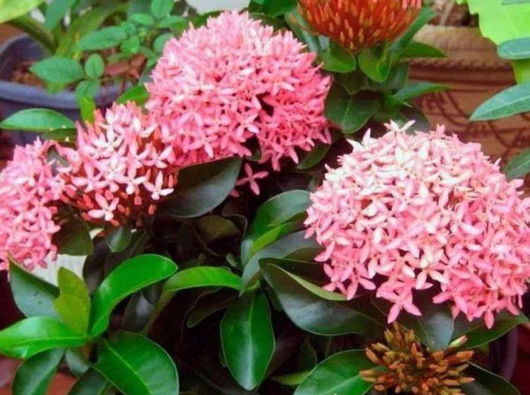 几款花卉,全年开花不停,花型圆滚惹人爱,值得拥有