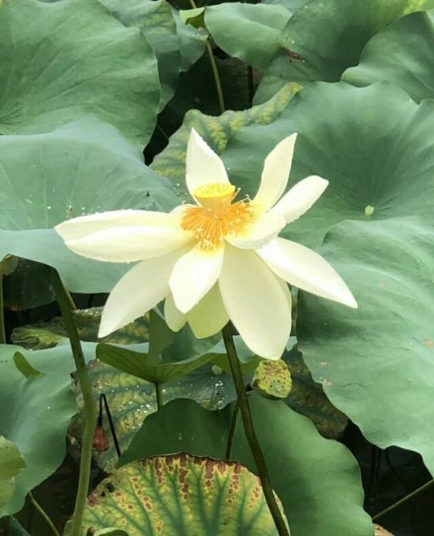 汉惠帝刘盈为什么给刘如意谥号赵隐王一一刘如意没死证据之一 快资讯 汉惠帝刘盈为什么给刘如意谥号赵隐王一一刘如意没死证据之一 快资讯