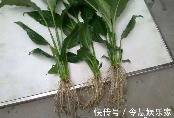 土壤|养白掌，做好“四不要”，才能绿油茂盛，开花不停
