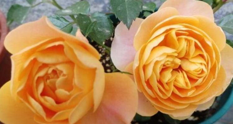 阳台养上“4种花”,花色多、花期长,美得倾国倾城,绚丽多彩