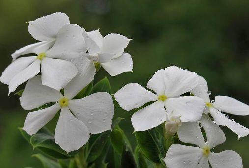 几款花卉花大色艳胜玫瑰，四季有花开，花香四溢飘满屋