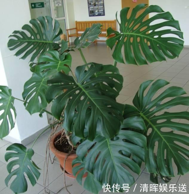 观赏价值|“嗜水如命”的5种花,全靠水续命,停水就枯萎!新手尤其要注意