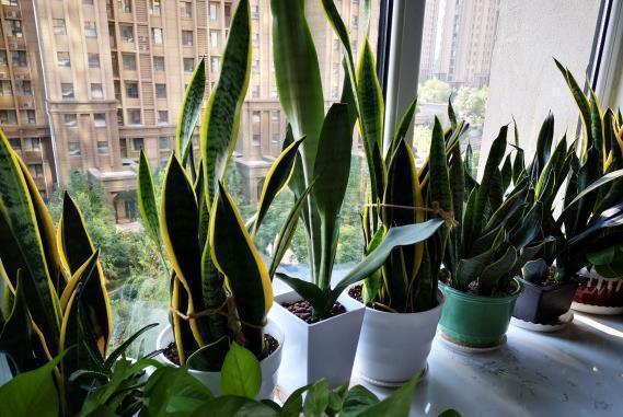 土壤|5种易繁殖的花,只需养1盆,1年繁殖几十盆,送亲朋倍有面子!