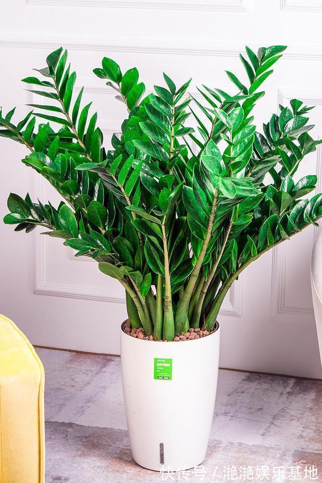 金边吊兰|11种“吉祥花”,“穷养”才养得好,用小盆少浇水,反而旺得很