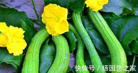 常吃|秋季养生要会吃,常吃3物,养颜美容、美容护肤,提高免疫力