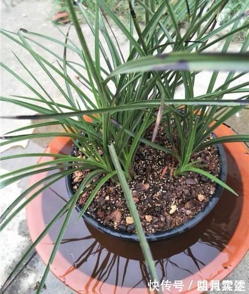 芦头|兰花总是不长新根,发出来的小苗也不长,怎么办?