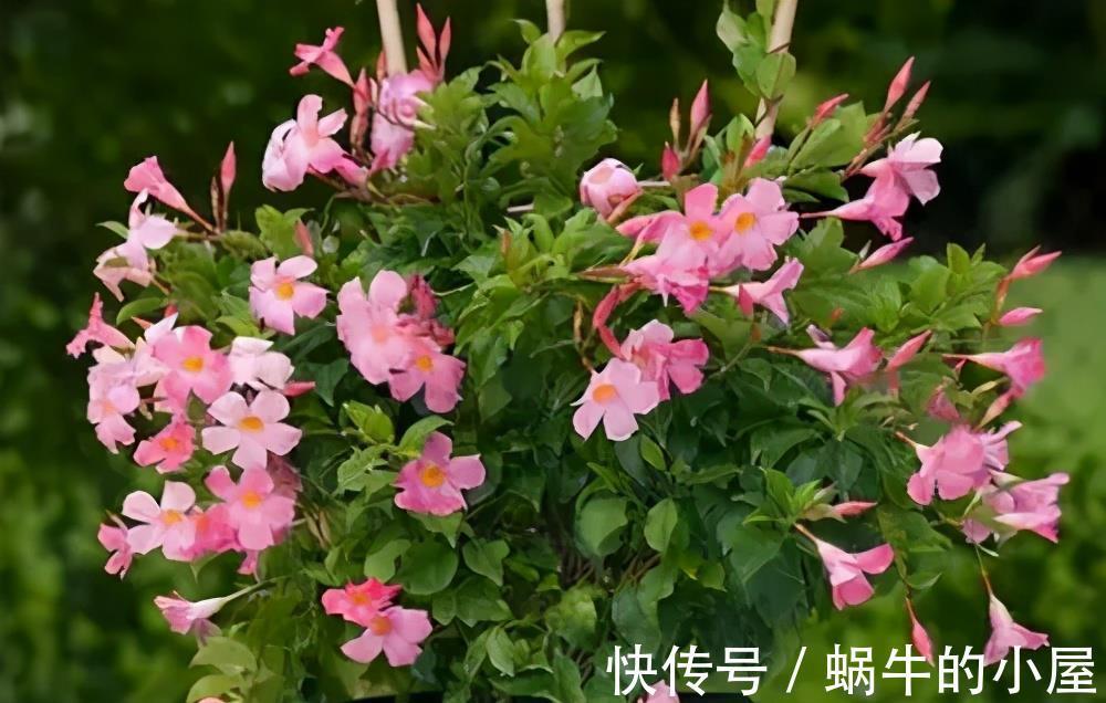 复合肥|5种漂亮花，7月养一盆正当时，越热开得越旺盛，花苞砰砰满枝头