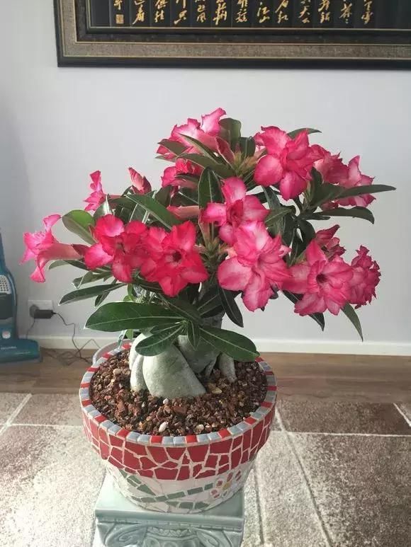 2种植物长得旺，2年不换盆，根系新芽“撑破”花盆