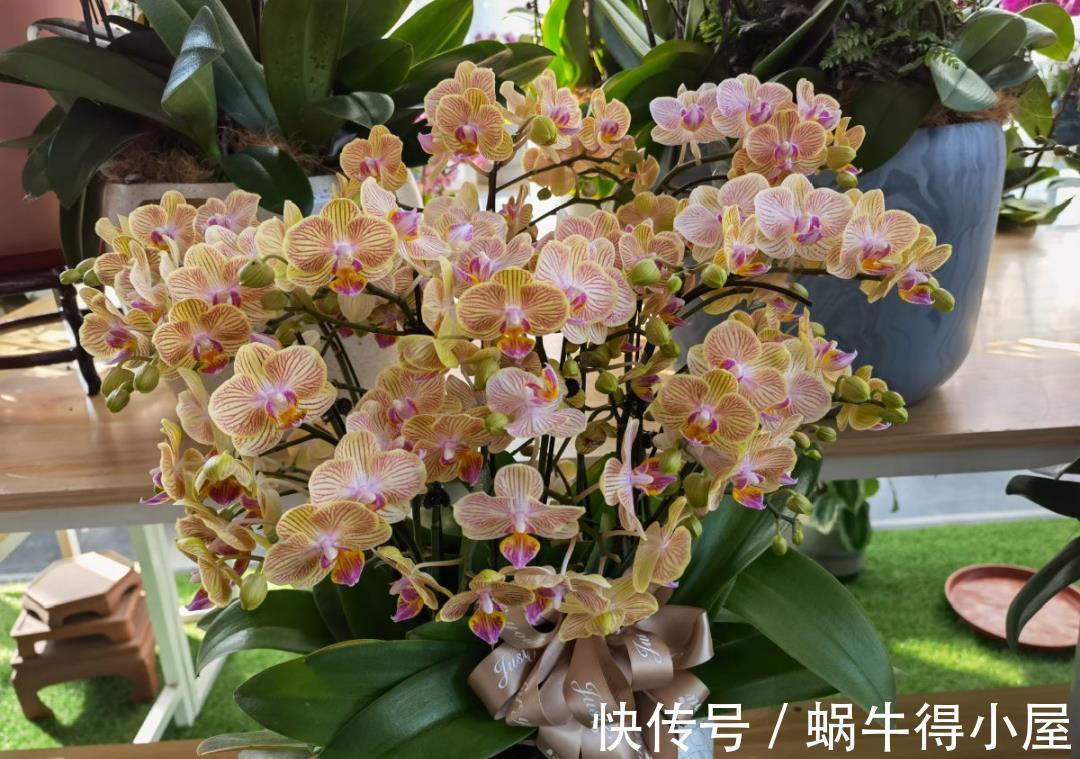 金枝玉叶|30℃以上,10种花就先别养了,买一盆死一盆,别怪我没提醒你