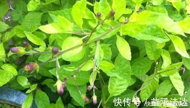 高价菜|农村一种野草,10年前被炒到上百元一斤,如今1元一斤成笑柄