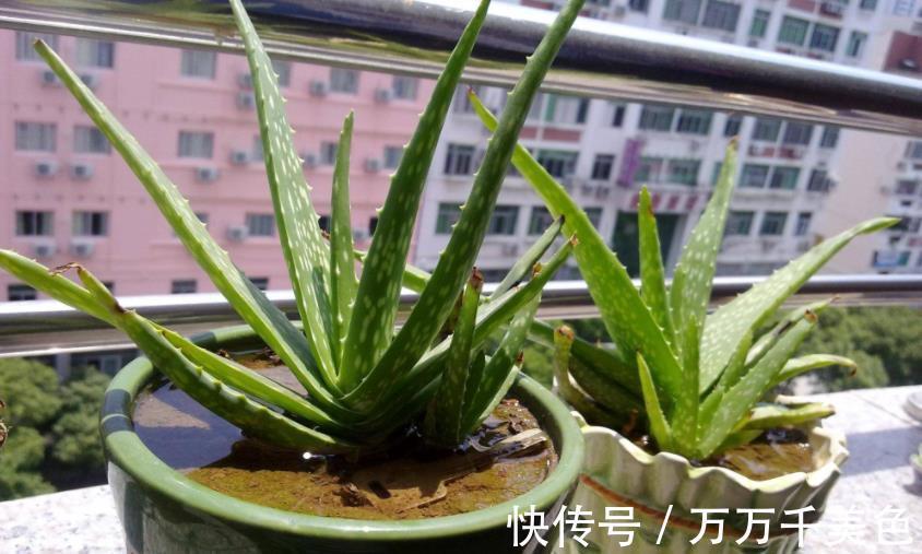 海虎兰|养芦荟选好品种,颜值高易打理,第3款最适合美容护肤