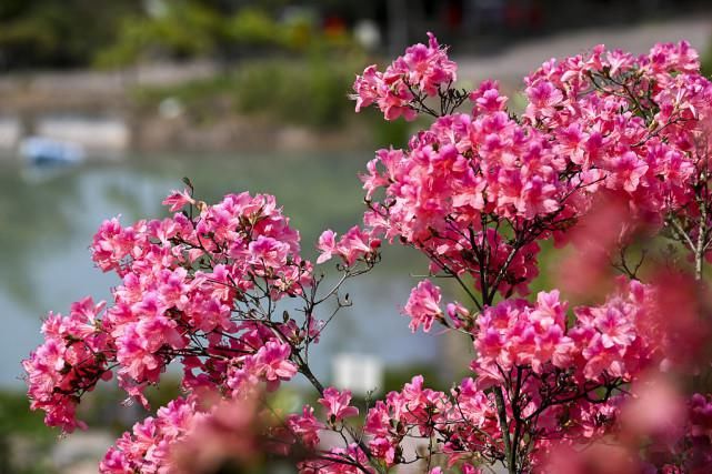 浙江金华：杜鹃花开迎客来，美丽风景你来赏