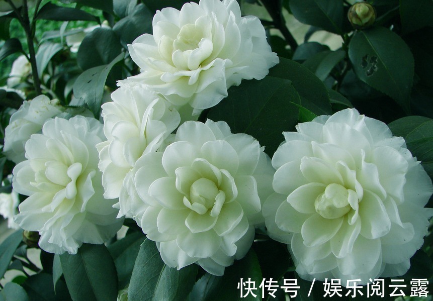 茶花,最美的“5种”,随便养一盆,比香水好闻,比牡丹更好看