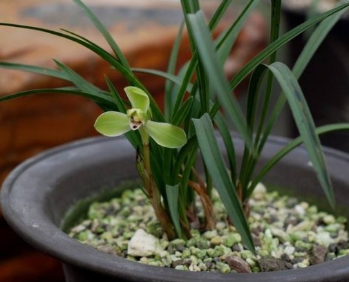 兰草正盛开，教你养兰草的3个小妙招，花开时节满屋清香扑鼻