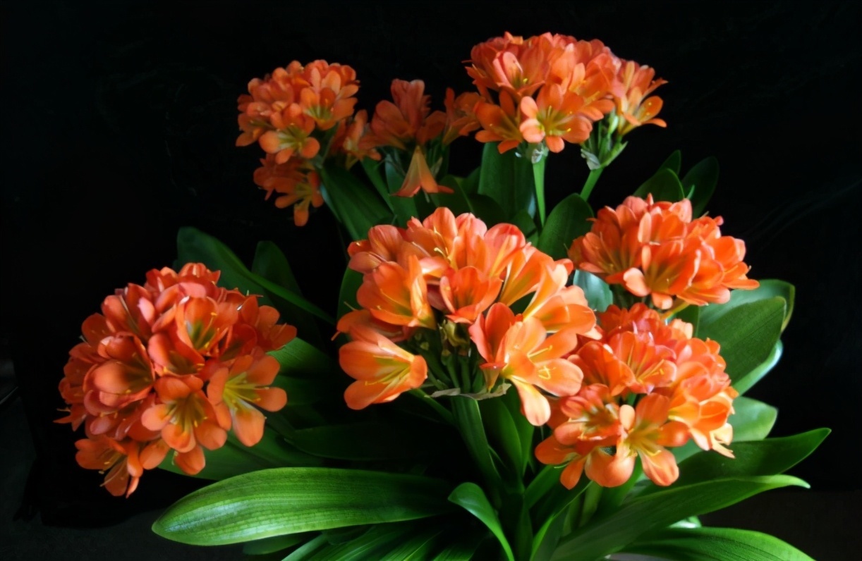 无论你多喜欢养花,都不要碰“3种花”,这都是养花高手被坑过的