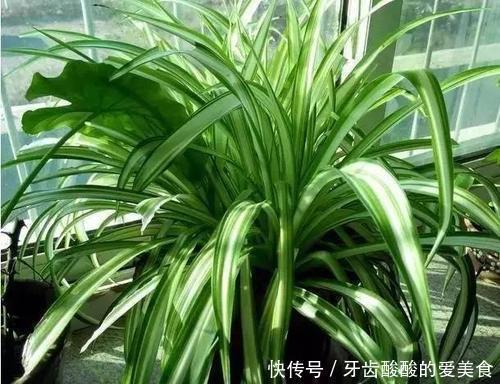 花花|卧室养花选它,人养花花也养人,空气清新改善睡眠,值得拥有!