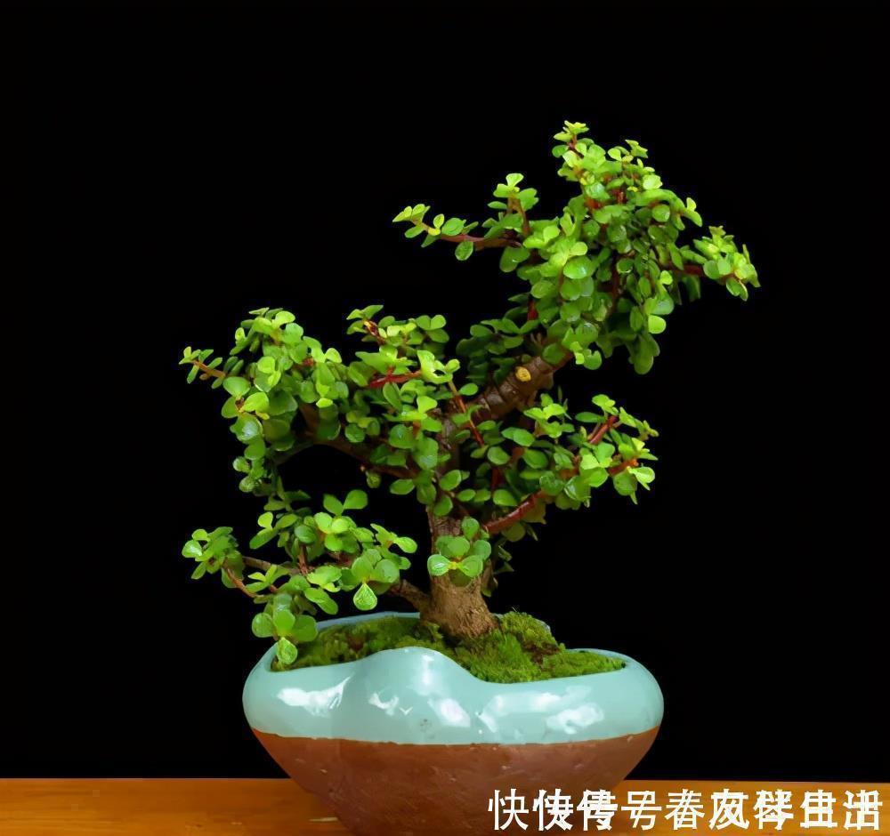 盆景|家里养棵树,经常修剪长势好,养成老桩盆景,价格翻几番