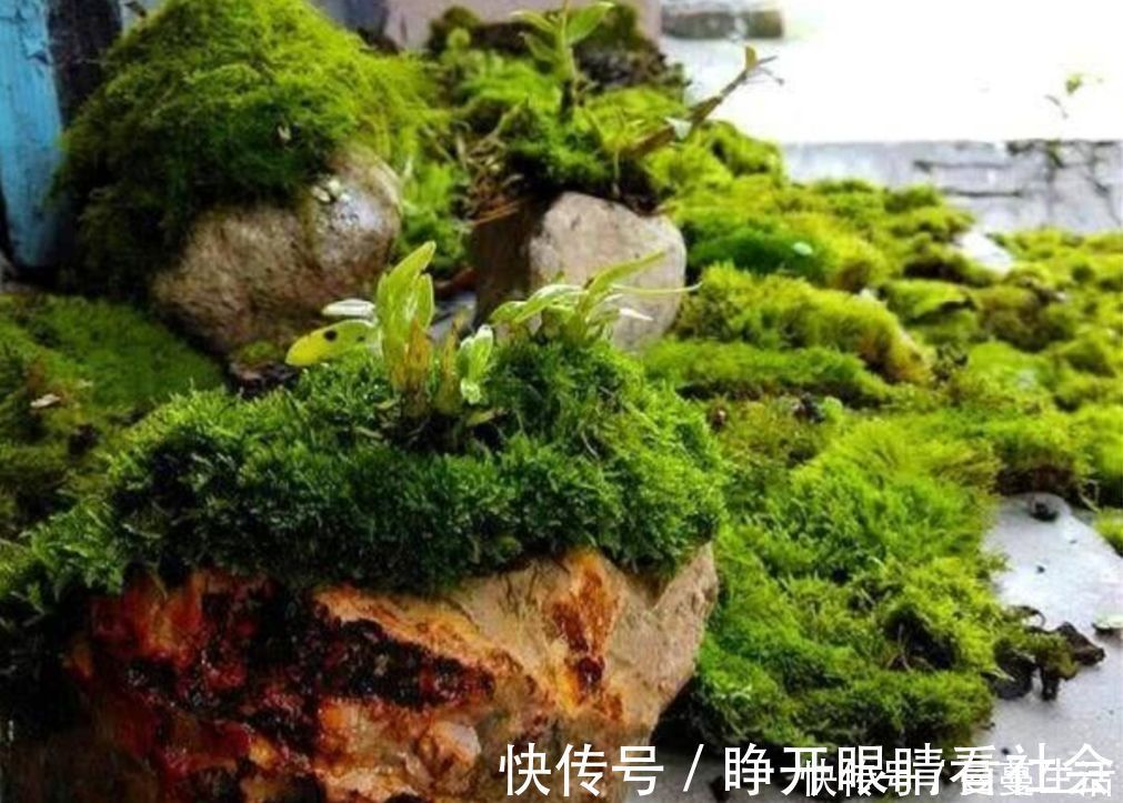 2种简单的方法,让盆景里长出绿油油的苔藓,漂亮又美观