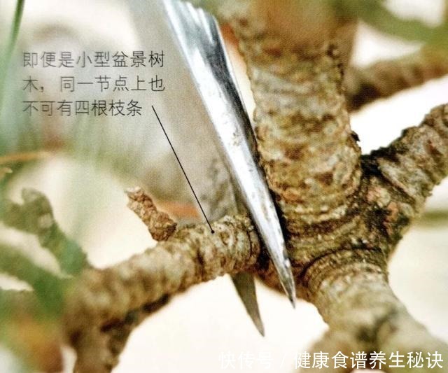 “岩石与树枝”一步步完美契合，叹服附石盆景的魅力无人能挡！