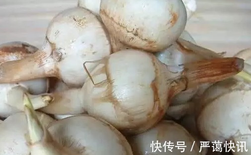 野菜|农村一种野菜,喜欢生长在水边,好吃而且能当药材,一斤卖20块