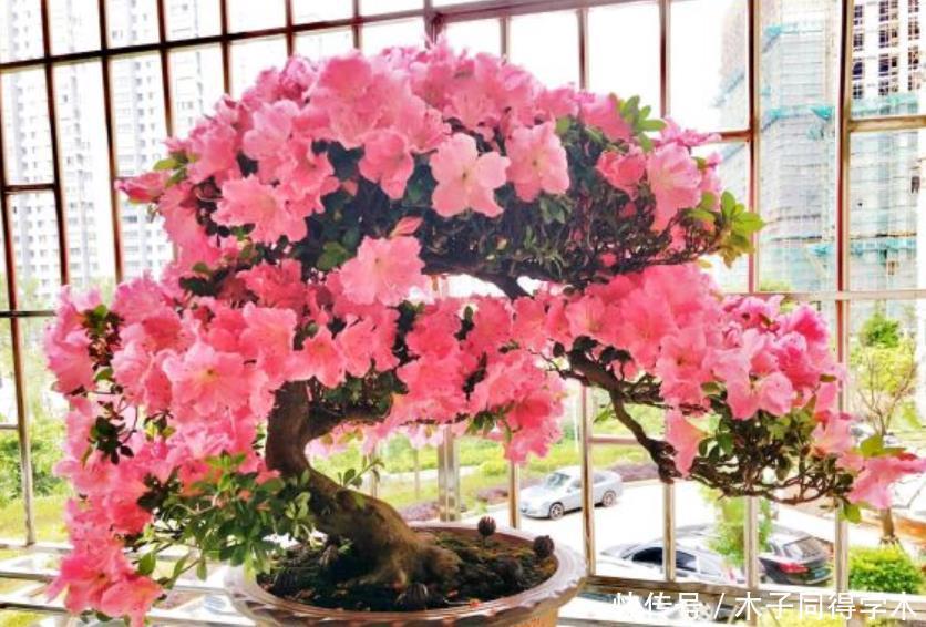 公认难养的4种花,之所以养不好,是因为你触碰了它们的“弱点”