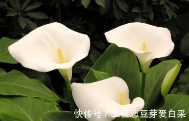 柳桃|家中什么样的花不能养?理由是什么?想知道的了解一下