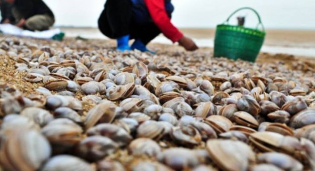 野味|海边这种野味以前能捡一麻袋,如今吃的人越来越多,需靠人工养殖
