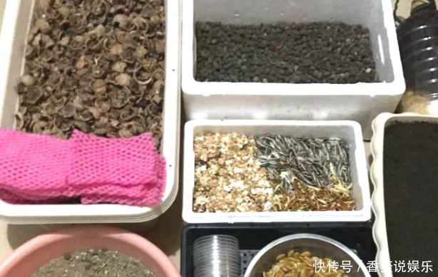 通透性|老妈在盆里埋点料,虎皮兰吃了一夜冒10个芽,花盆都炸了!