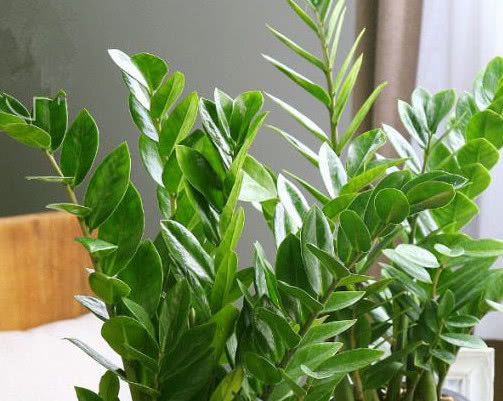 金钱树如何水培教你3个小步骤,水培后不仅易生根越长越旺盛