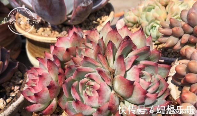 多肉上盆,2种东西垫盆底,不烂根不黑腐,安全零成本!