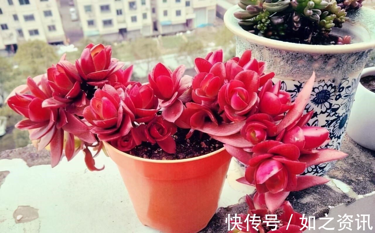 夏天养多肉,防晒并不是最重要的,做好这4件事就能少收空盆