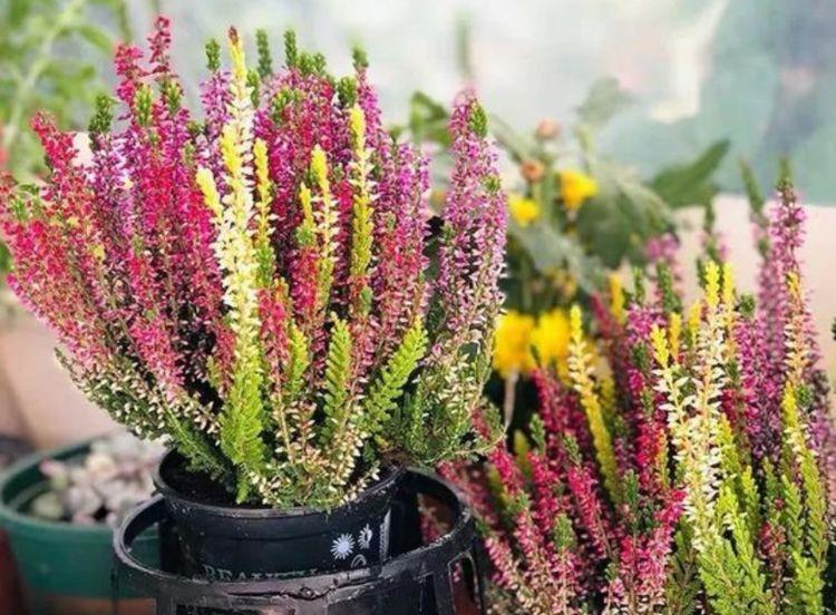 心叶日中花|4种花养家里,多姿多彩、美轮美奂,不用管也能长得旺,开花不断