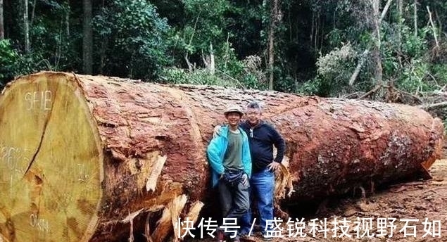 板子|带大家认识“灌了钢筋和水泥”的千斤实木大板,你还会上当吗?