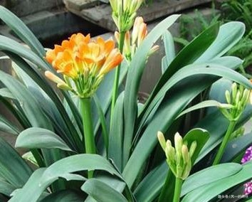 家养君子兰总是难开花养花三十年的大爷亲自教你养到花开爆满盆