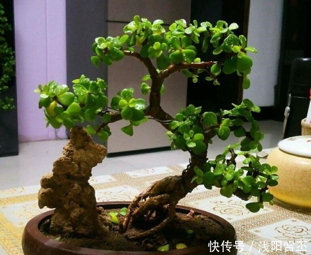 金枝玉叶|养金枝玉叶,关键要做好5项管理,很快长成盆景老桩!