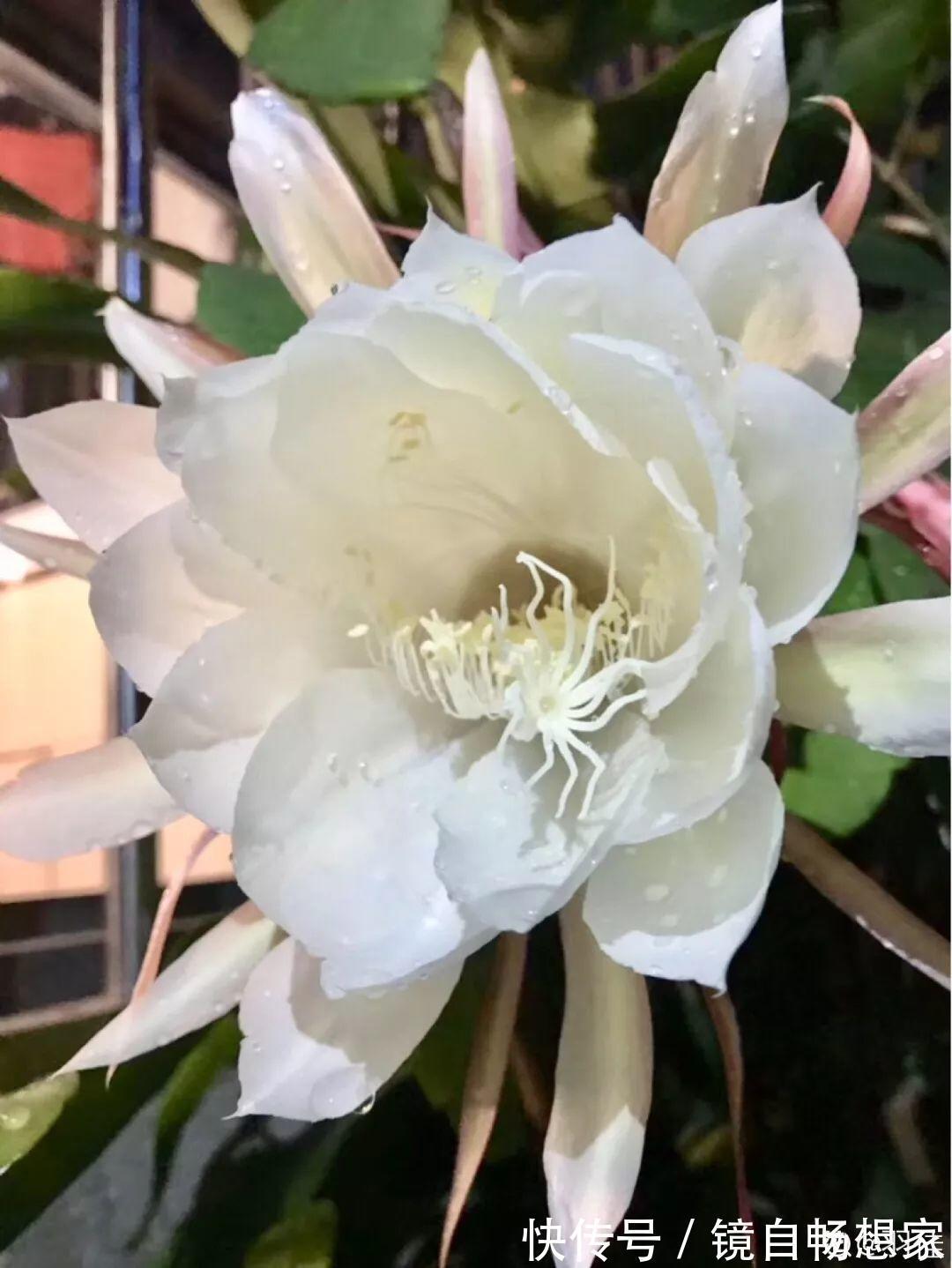 这花真稀罕,刚开花就被掐光了,花钱未必买得到!