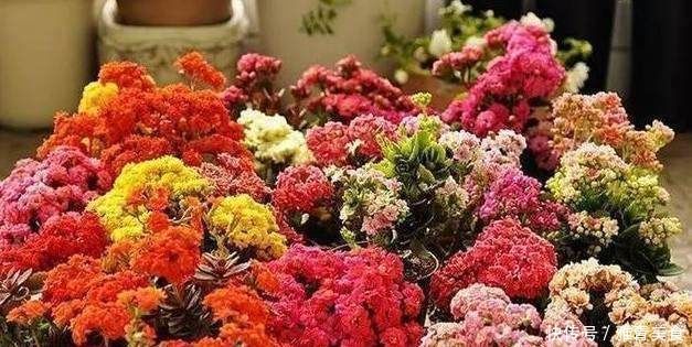 花期超长的6款花,养1盆能全年赏花,好看又好养