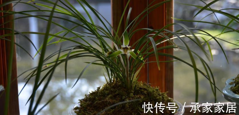 花友们|用什么水浇兰花合适?