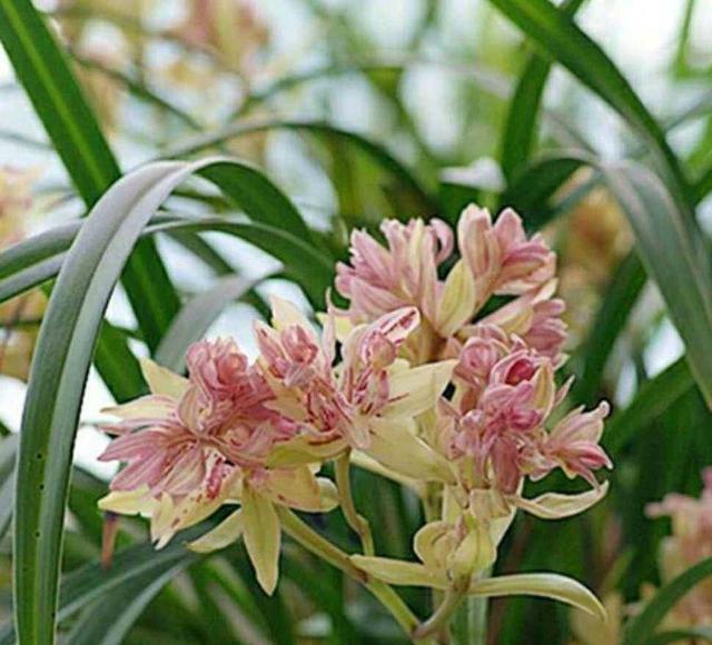 此兰花是多瓣奇花的经典品种之一,花型饱满,香气袭人,好养易活