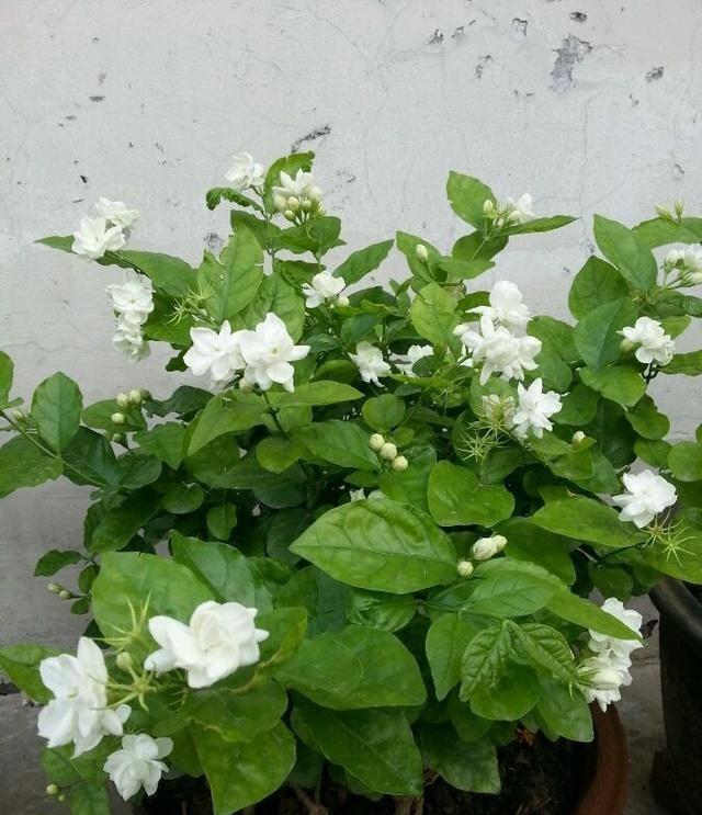 肥料|养茉莉花,花后记住“4要领”,花开不断芳香四溢,每次都爆盆