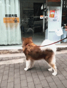 |搞笑gif段子:看见美女就会情不自禁吗