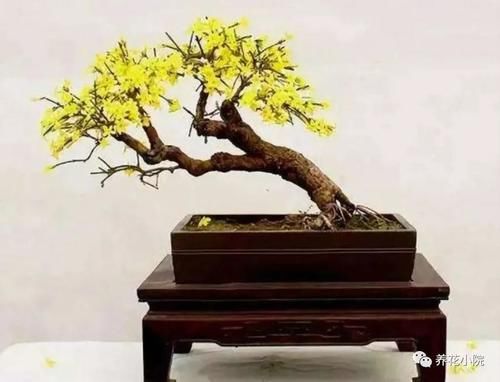 迎春花养成盆景，平时注重5个细节，长得花繁叶茂更美观