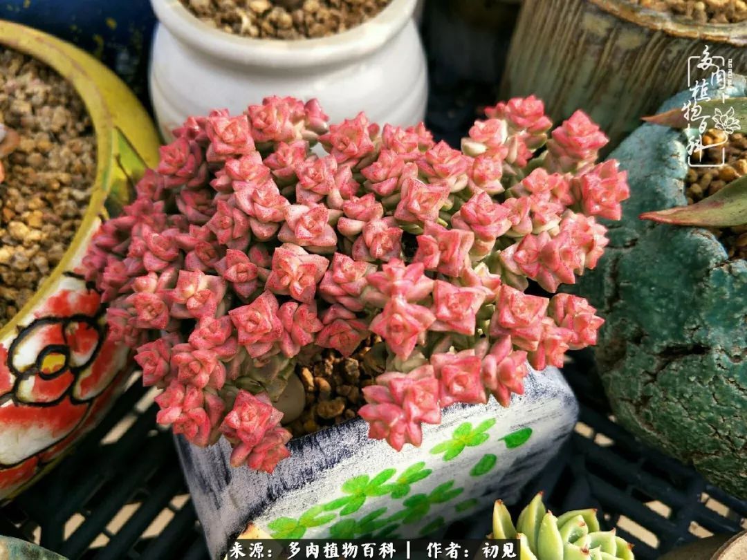 养多肉四周年,从初见到爱恋!幸福一直藏在浅薄的日子里!