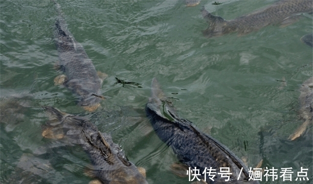 鱼胆|鱼身上最脏的部位,有大量寄生虫,还有很多人拿来当美食!