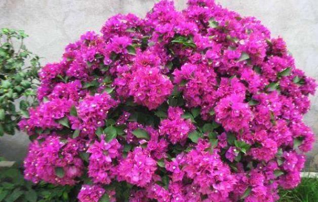 三角梅不开花把这水浇“2勺”,不要太多一点就好,花朵溢出盆