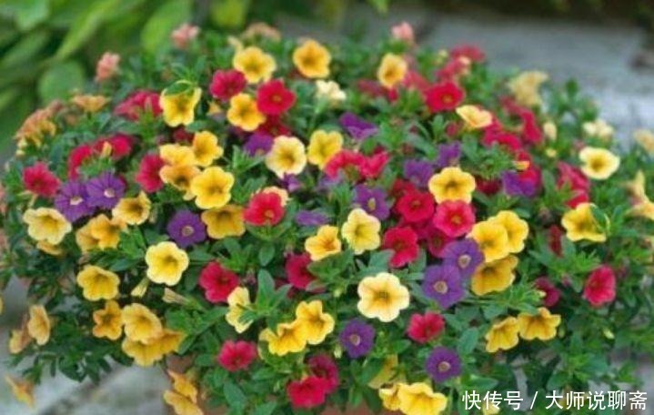 花期|春季养此款花卉,花大服盆快,是懒人“首选”,花期长易爆盆